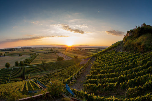 Ray O'Connor interviews Iris Ellmann