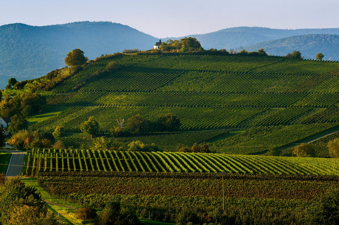 Introducing Kranz Organic Wines