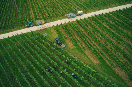 Beautiful Drone image of a Vineyard mid harvest