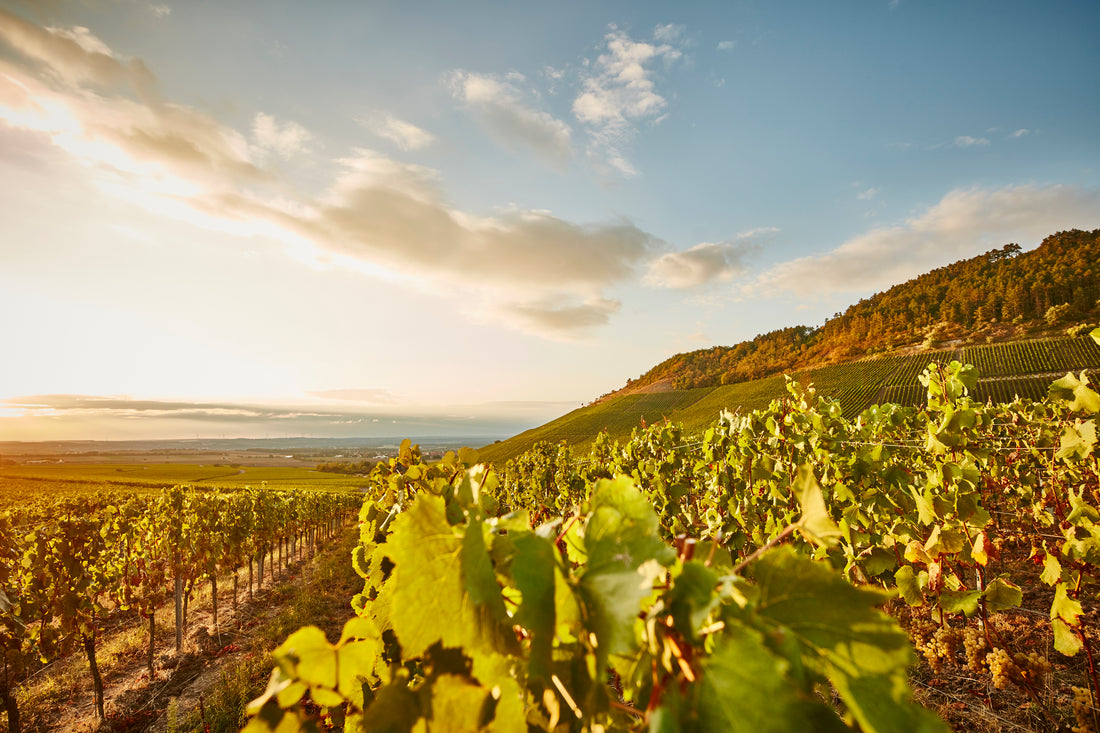 Winemaker Spotlight: Wirsching