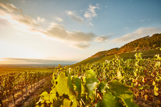 Winemaker Spotlight: Wirsching