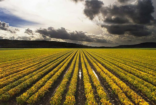 Kochan & Platz and St. Urbans-Hof Winemakers Welcomed to Our Portfolio